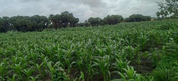 Le projet entend réduire le gaps en terme de sécurité alimentaire, de développer des initiatives visant la diversification des productions telles que : la transformation des produits de l’agriculture et l 'élevage. Cela se doit se faire à travers les activités de sensibilisation et de formations des bénéficiaires pour une prise de conscience sur la dégradation de l’environnement et l’utilisation des moyens modernes de cuisson comme foyers améliorés. La création d’actifs avec des transferts conditionnels, les appuis techniques, les infrastructures agropastorales adaptées . Ce qui permettra une mise en place d’une agriculture intelligente adaptée aux changements climatiques pour assurer sa durabilité.